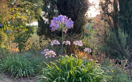 datisonshuis_C Vechio_tuin1